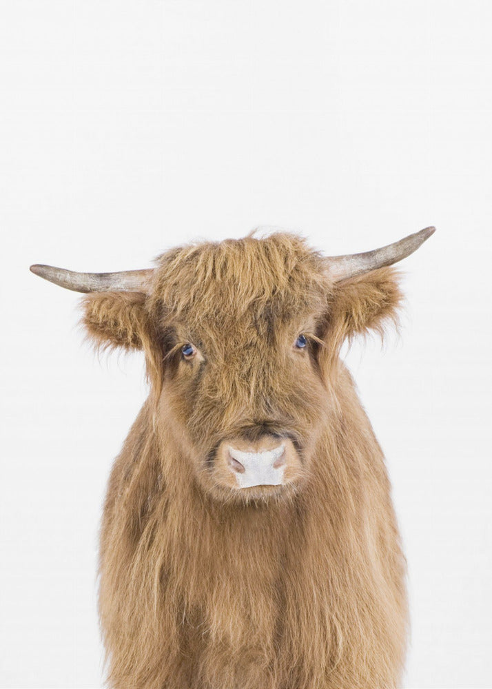 Baby Cow | Canvas