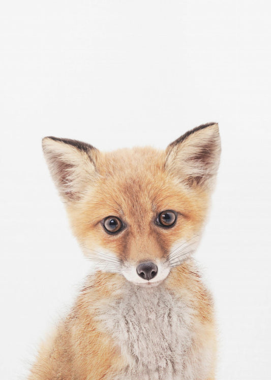 Baby Fox | Poster
