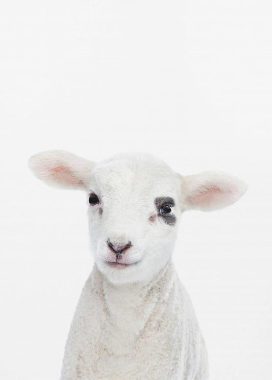 Baby Lamb | Canvas