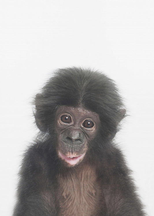 Baby Monkey | Poster