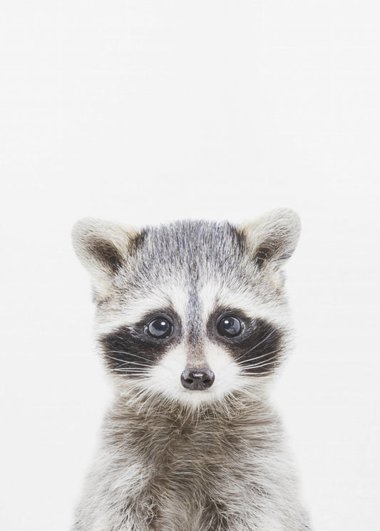 Baby Racoon | Poster