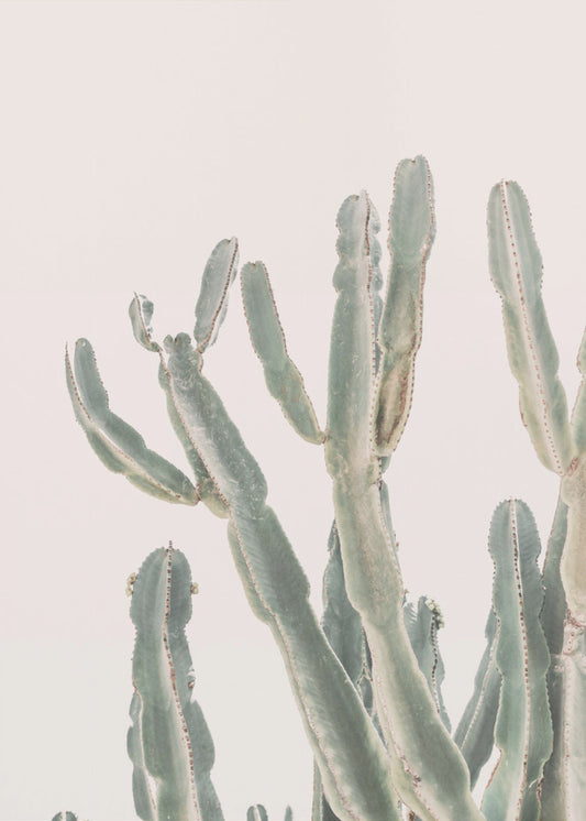 Sunrise Cactus | Poster