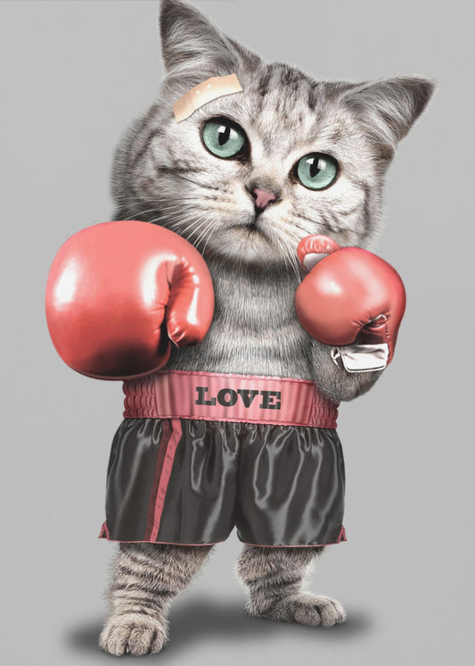 boxing cat | Poster