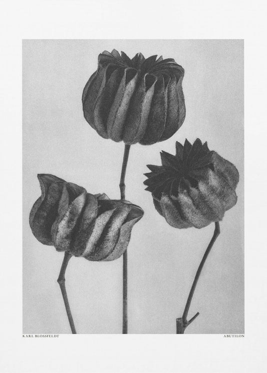 Abutilon (Lime Mallow | Canvas