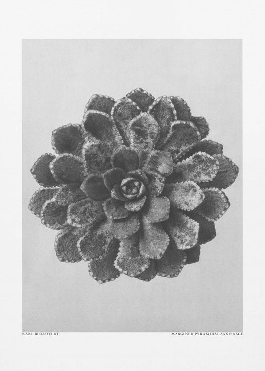 Margined Pyramidal Saxifrage | Canvas