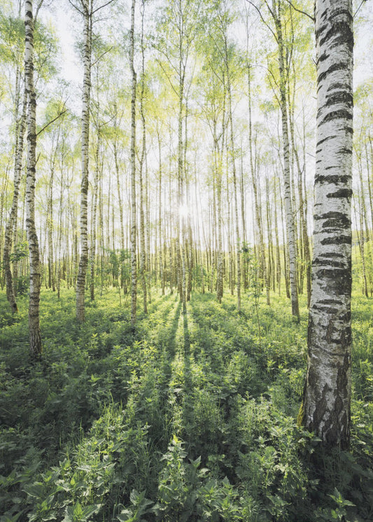 Birch Grove vertical | Poster