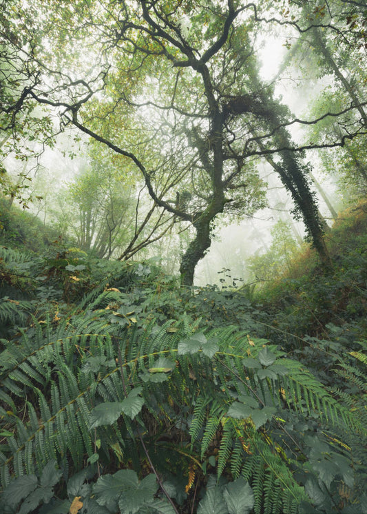 Tree World | Poster