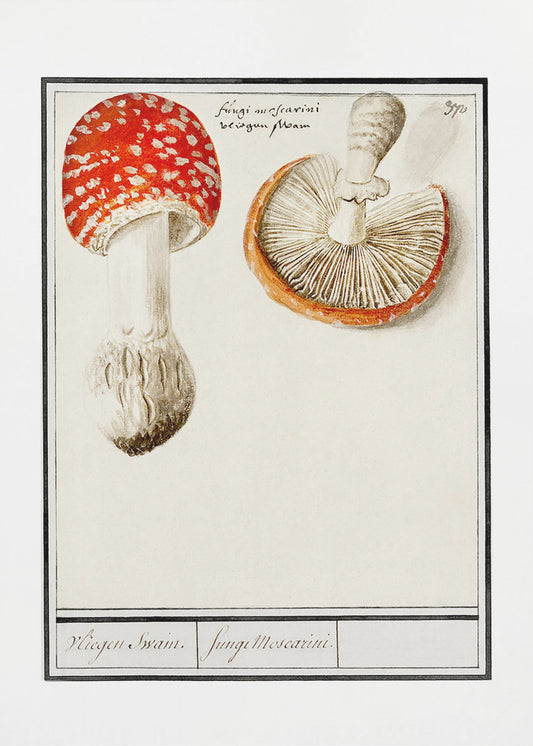 Fly Agaric, Amanita Muscaria | Poster