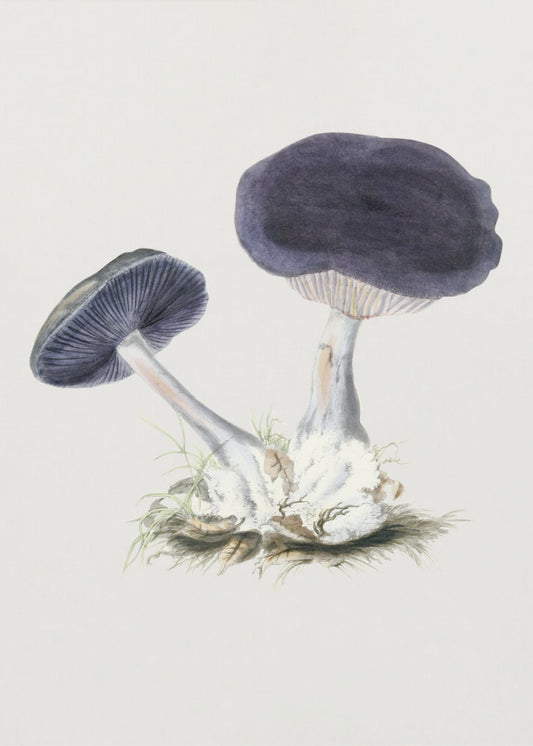 Vintage Violet Webcap Mushroom | Poster