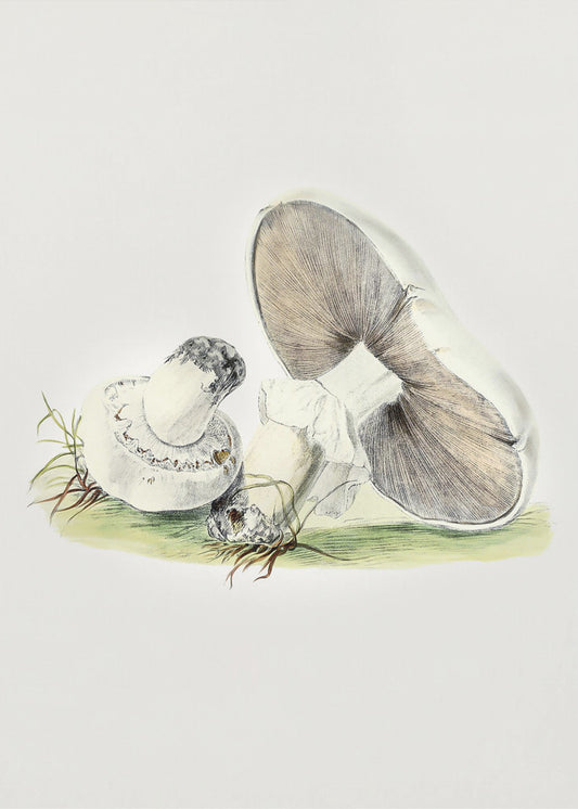 Hand Drawn Horse Mushroom Standing | Poster