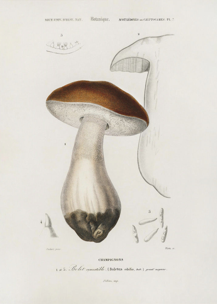 Penny Bun (boletus Edulis) | Poster