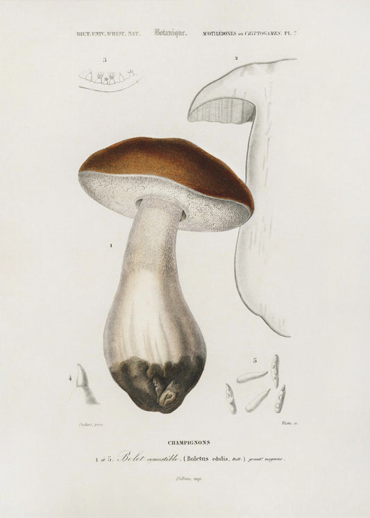 Penny Bun (boletus Edulis) | Poster