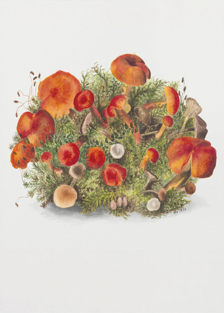 Study of Mushrooms (1880) Portrait Mode | Poster