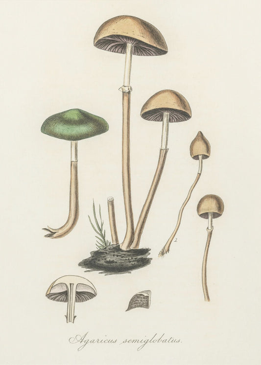 Agaricus Semiglobatus | Poster