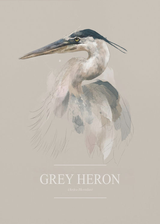 Grey Heron | Poster