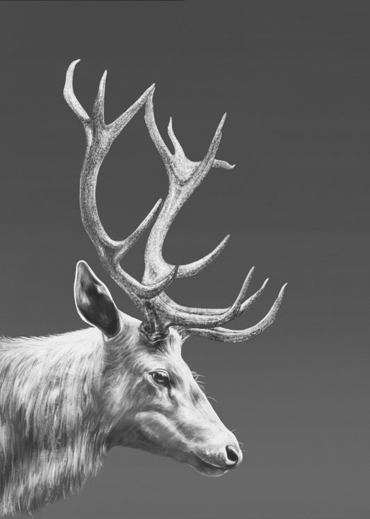Reindeer | Poster