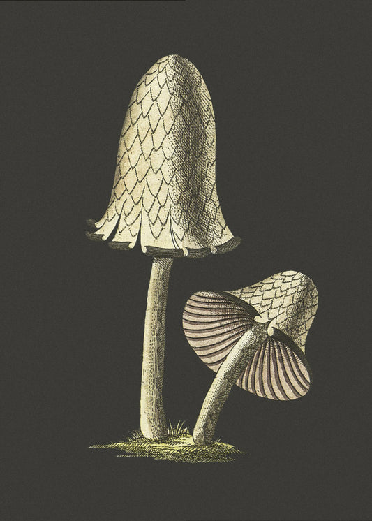 Vintage Inky Cap Edible Mushroom Black Background | Poster