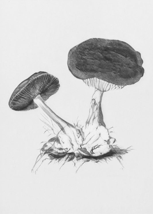 Vintage Violet Webcap Mushroom Bright BW | Poster