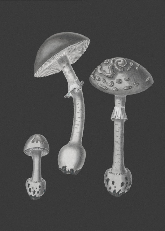 Amanita Muscaria  Black Backgound BW | Poster