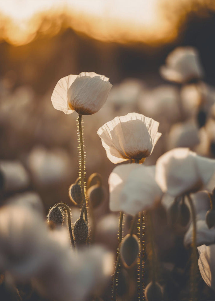 Golden Blooming Dawn | Canvas