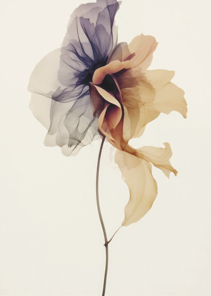 Chiffon Flower | Poster