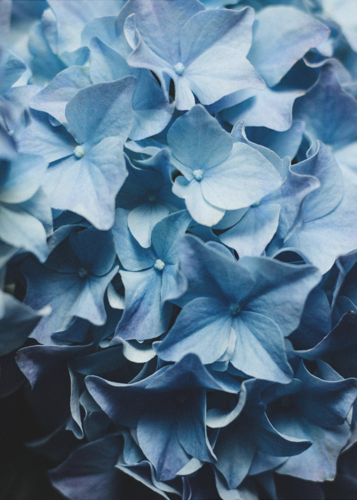 Vibrant Blue Hydrangeas | Canvas