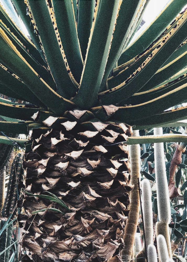 Cactus Plant | Poster