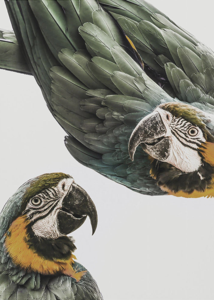 Vibrant Parrot Duo | Canvas