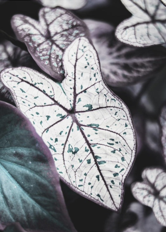 Whispers of Leaves | Poster