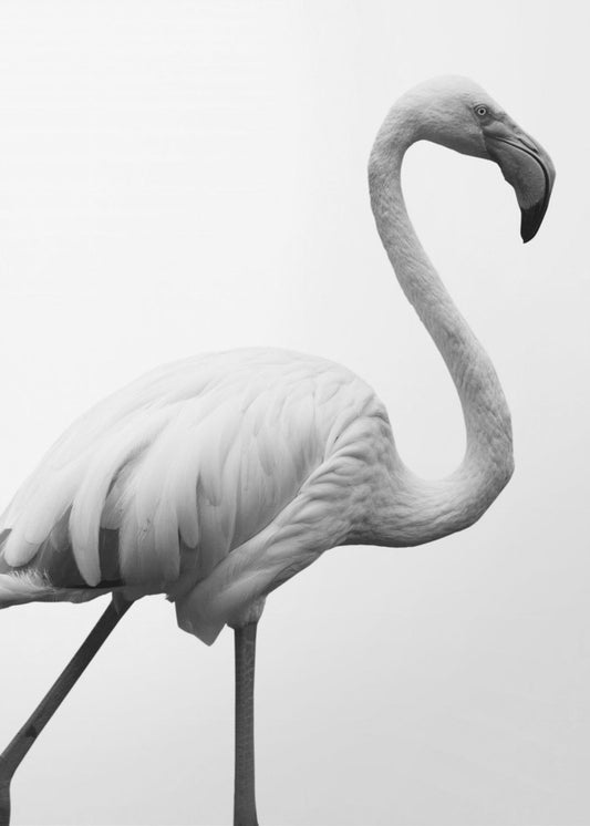 Graceful Silhouette | Poster