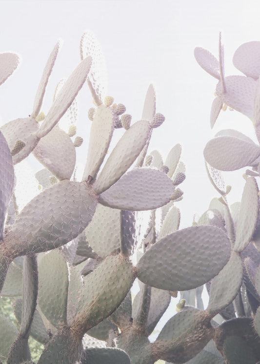 Prickly Serenity | Poster