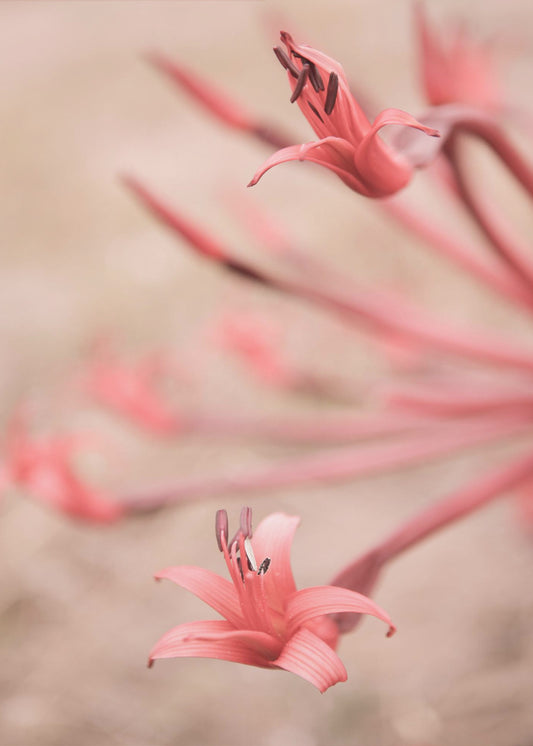 Petals in Focus | Poster