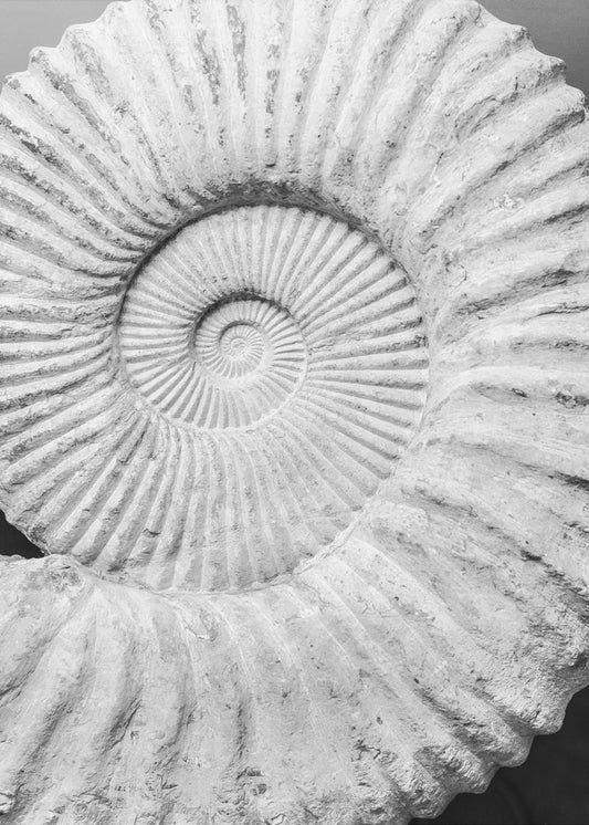 Ancient Spiral Dreams | Poster