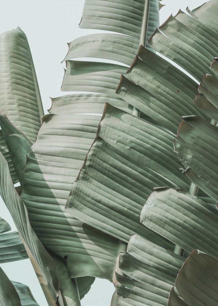 Banana Leaf Harmony | Poster