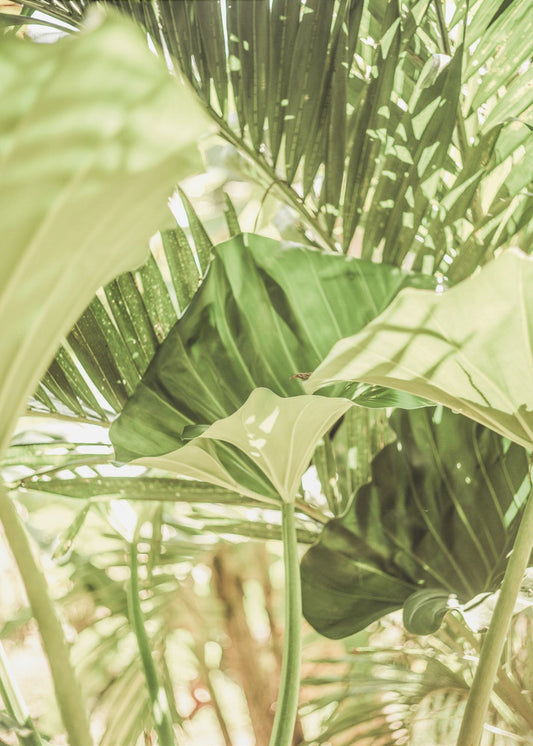 Sunlit Jungle Greens | Poster