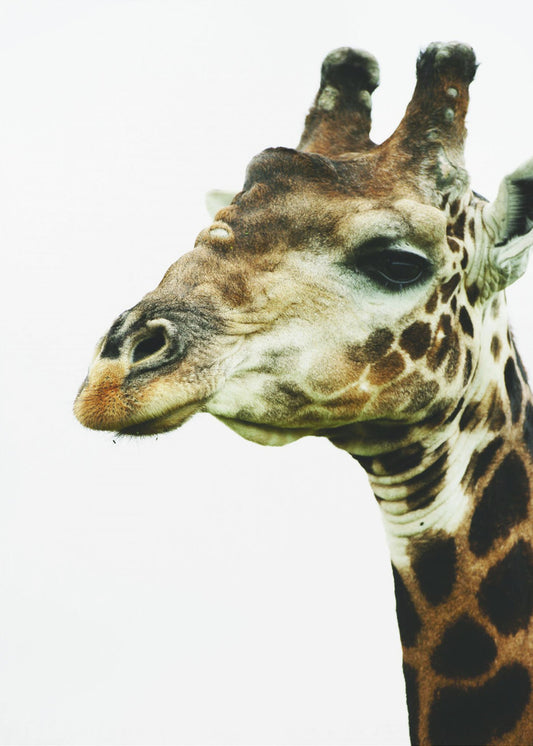 Giraffe&#039;s Graceful Gaze | Poster