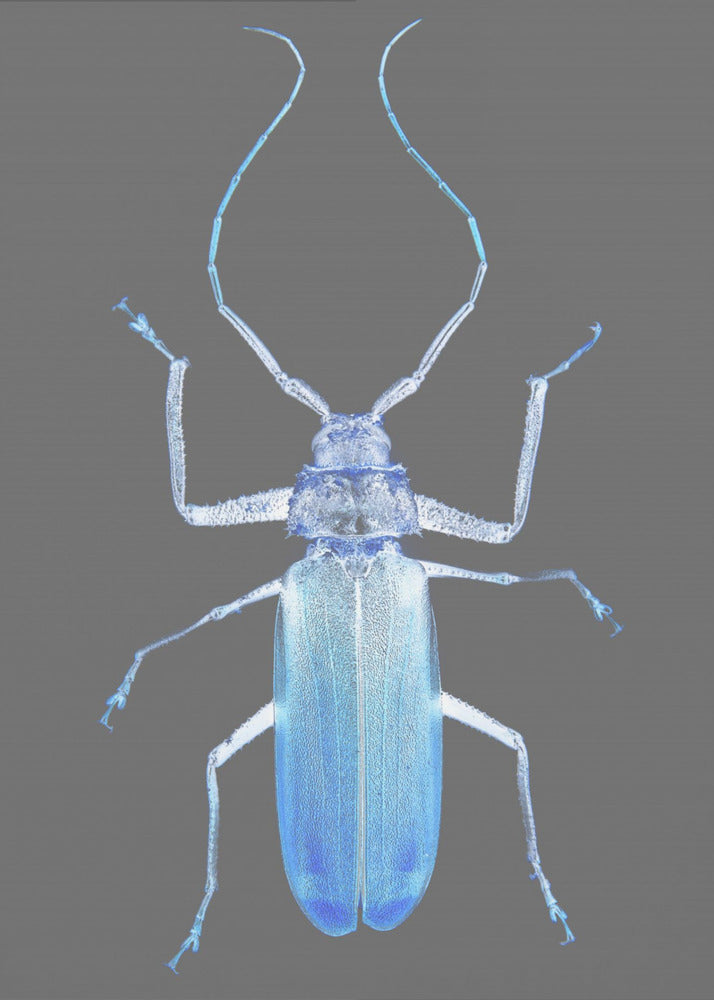 Neon Beetle Elegance | Poster