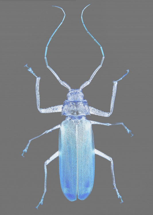 Neon Beetle Elegance | Poster