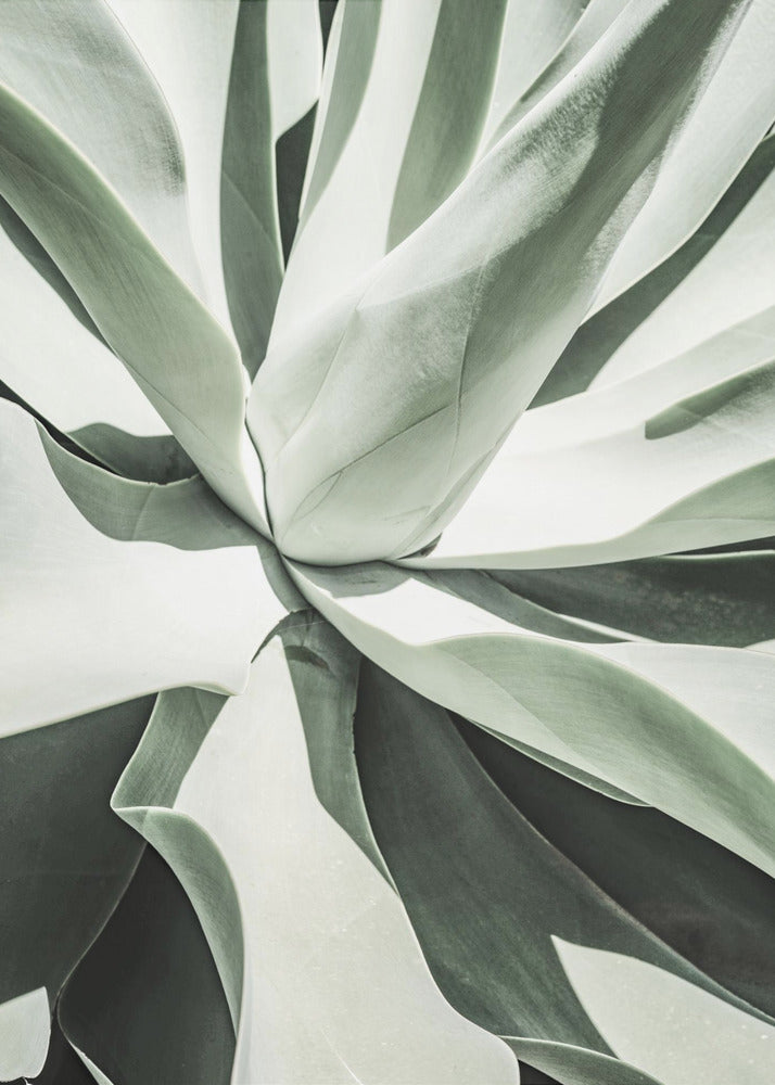 Succulent Harmony | Poster
