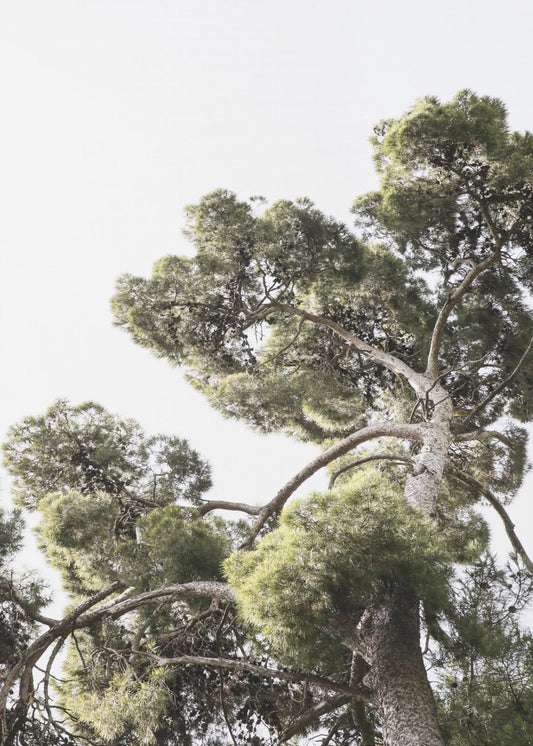 Towering Pines | Poster