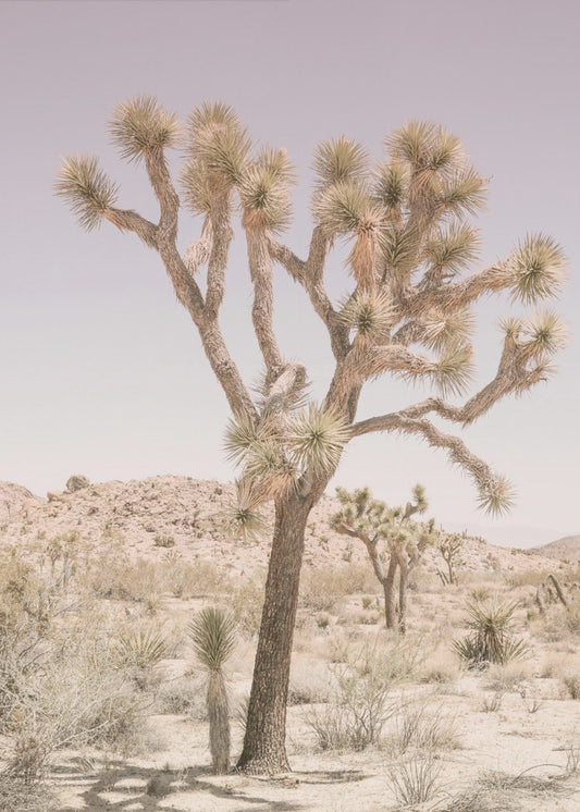 Desert Serenity | Poster