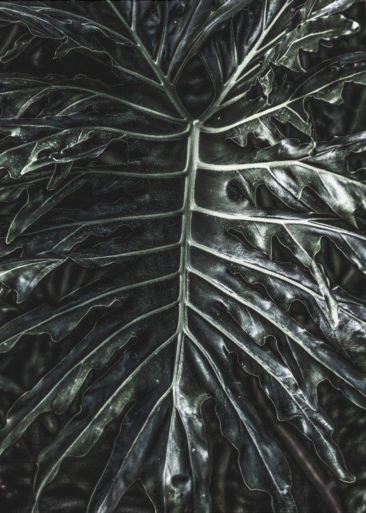 Dark Leaf Elegance | Poster
