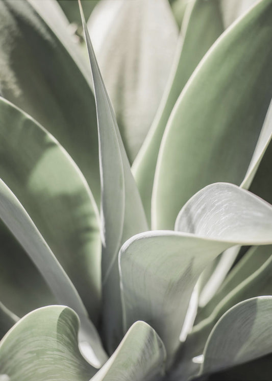 Agave Whisper | Poster