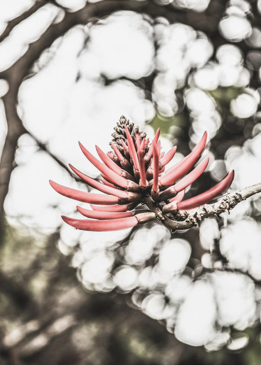 Crimson Blossom | Poster