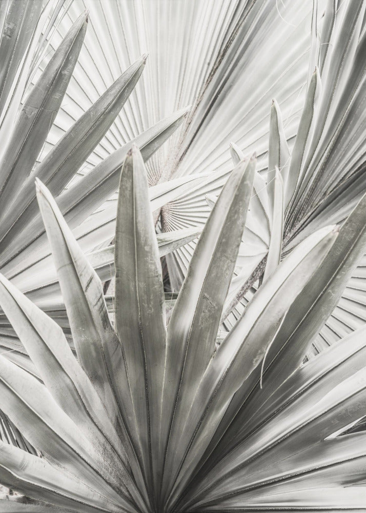 Silver Fronds | Poster