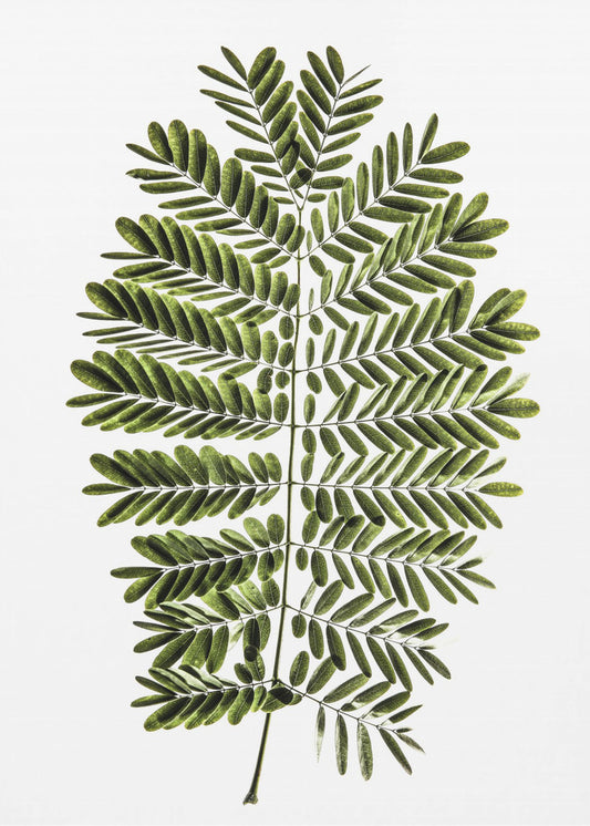 Fern&#039;s Symphony | Poster