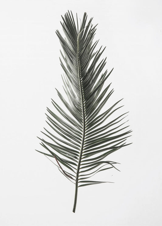 Feathered Frond | Poster
