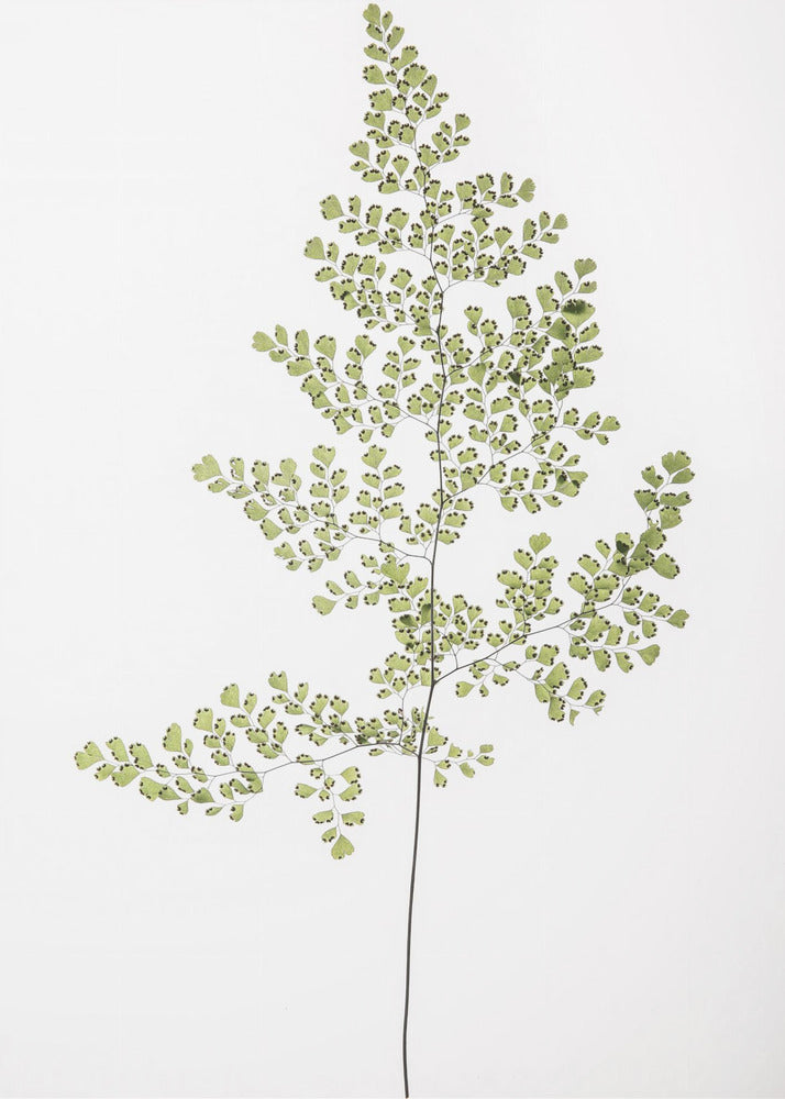 Fern Elegance | Poster