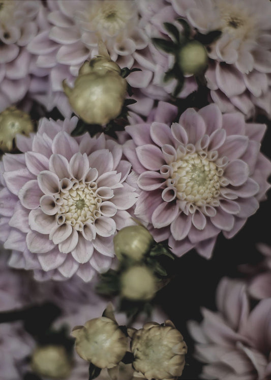 Petals in Bloom | Canvas