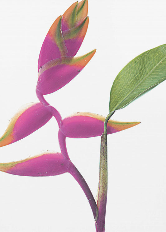 Tropical Elegance | Poster